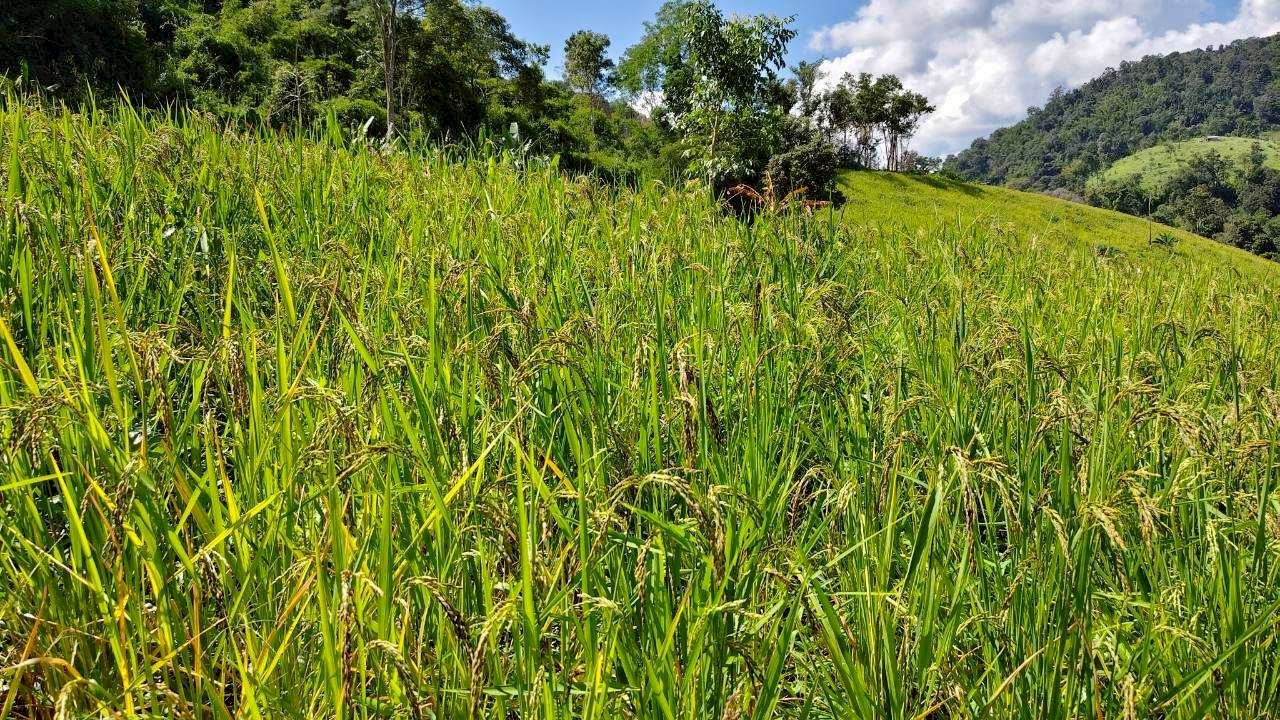 %e0%b8%82%e0%b9%89%e0%b8%b2%e0%b8%a7%e0%b9%84%e0%b8%a3%e0%b9%88