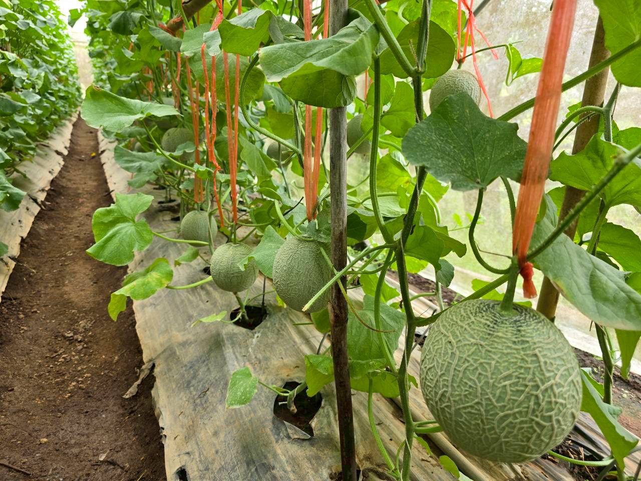 %e0%b9%81%e0%b8%9b%e0%b8%a5%e0%b8%87%e0%b9%80%e0%b8%a1%e0%b8%a5%e0%b9%88%e0%b8%ad%e0%b8%99%e0%b8%8d%e0%b8%b5%e0%b9%88%e0%b8%9b%e0%b8%b8%e0%b9%88%e0%b8%99