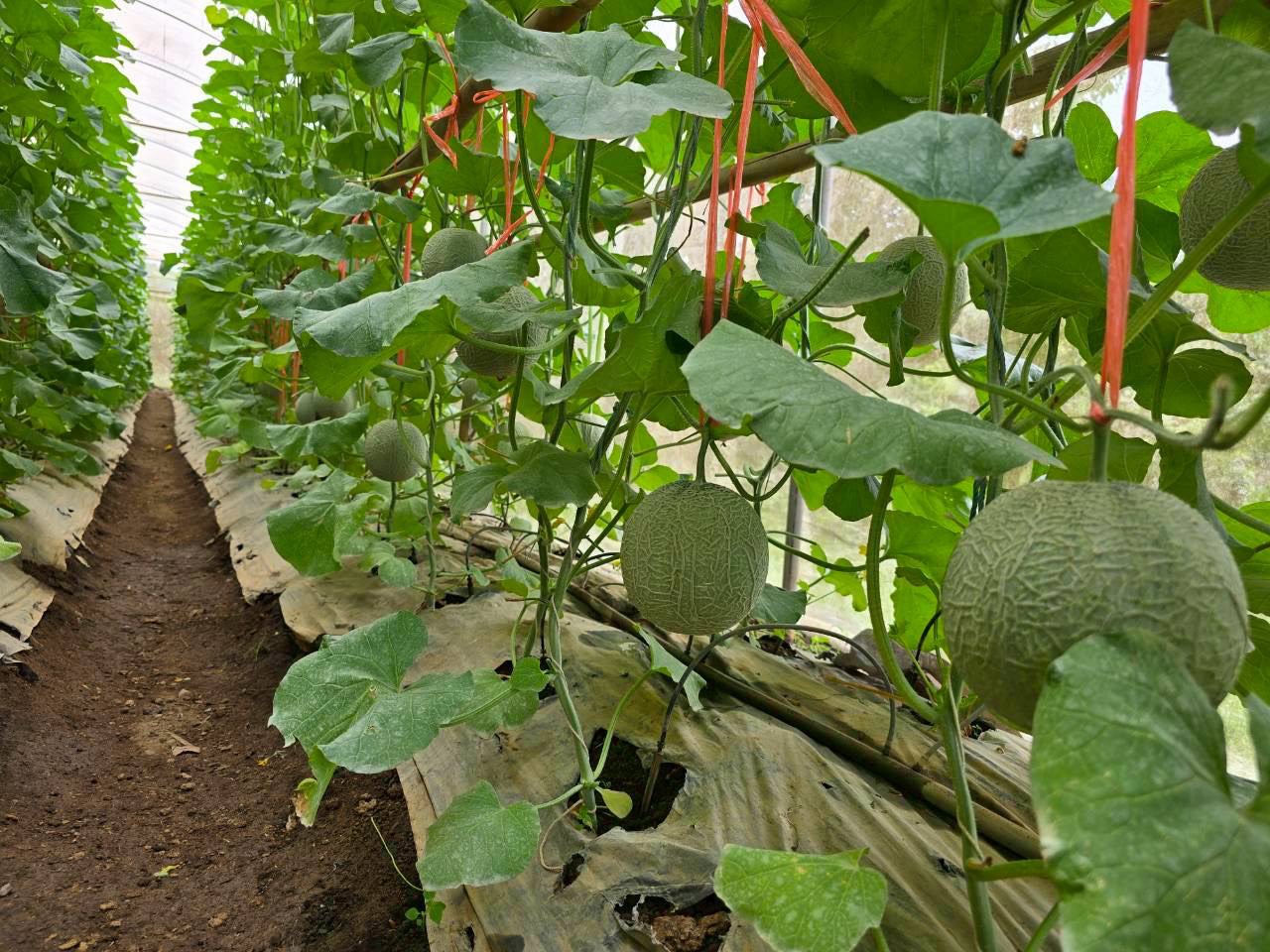 %e0%b9%80%e0%b8%a1%e0%b8%a5%e0%b9%88%e0%b8%ad%e0%b8%99%e0%b8%8d%e0%b8%b5%e0%b9%88%e0%b8%9b%e0%b8%b8%e0%b9%88%e0%b8%99-%e0%b8%9b%e0%b8%b2%e0%b8%87%e0%b9%81%e0%b8%94%e0%b8%87%e0%b9%83%e0%b8%99