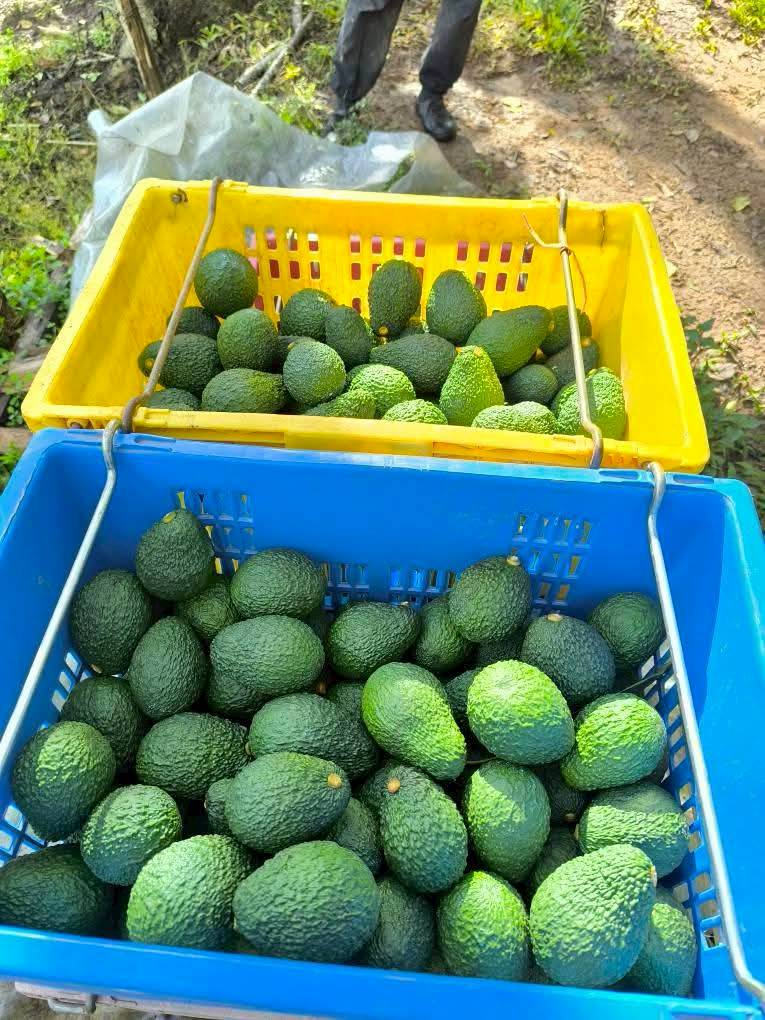 %e0%b8%ad%e0%b8%b0%e0%b9%82%e0%b8%a7%e0%b8%84%e0%b8%b2%e0%b9%82%e0%b8%94-%e0%b8%9b%e0%b9%88%e0%b8%b2%e0%b9%81%e0%b8%9b%e0%b9%8b-1