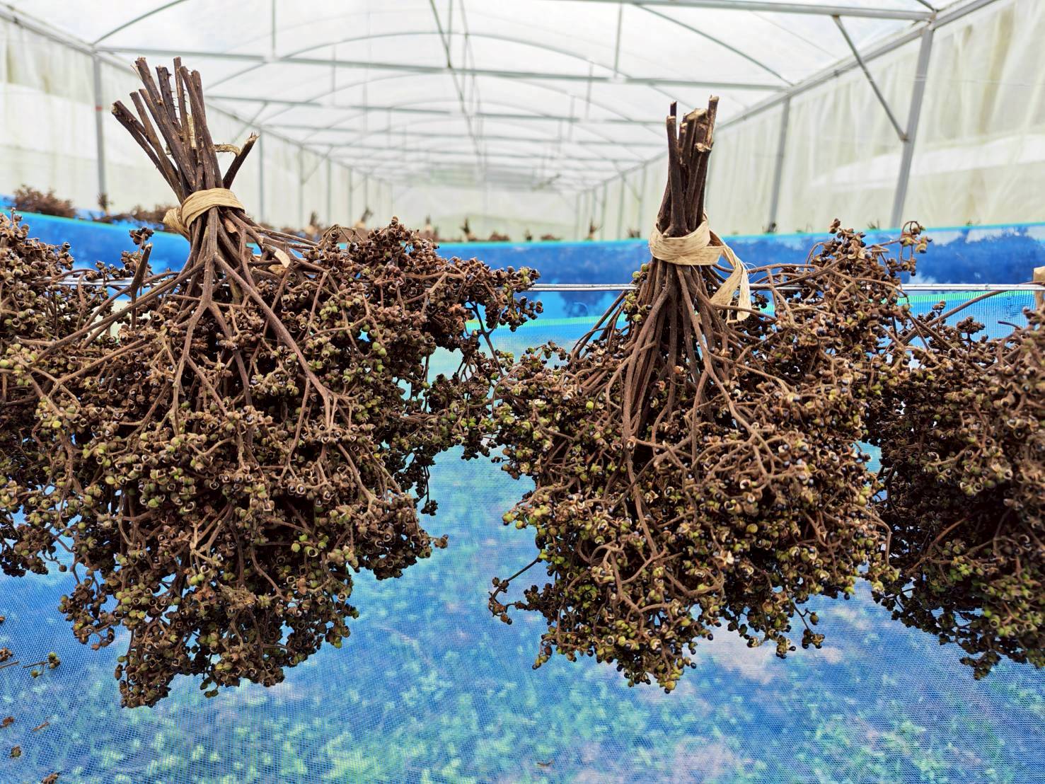 %e0%b8%a1%e0%b8%b0%e0%b9%81%e0%b8%82%e0%b8%a7%e0%b9%88%e0%b8%99-%e0%b8%9b%e0%b9%88%e0%b8%b2%e0%b9%81%e0%b8%9b%e0%b9%8b-3