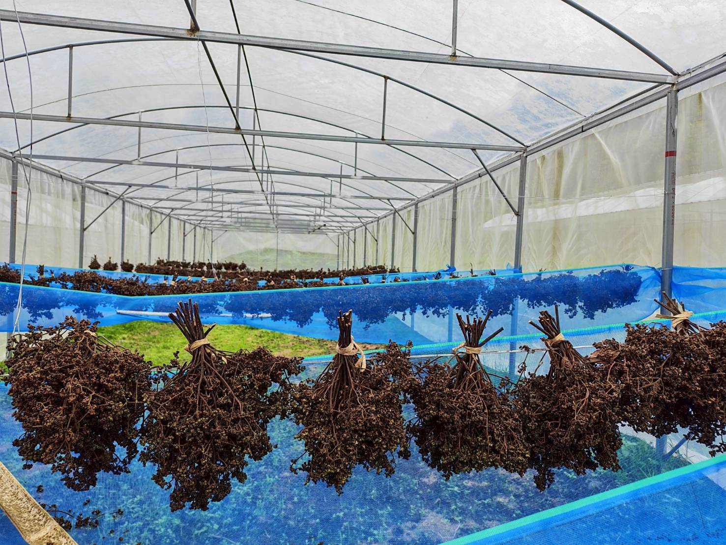 %e0%b8%a1%e0%b8%b0%e0%b9%81%e0%b8%82%e0%b8%a7%e0%b9%88%e0%b8%99-%e0%b8%9b%e0%b9%88%e0%b8%b2%e0%b9%81%e0%b8%9b%e0%b9%8b-4