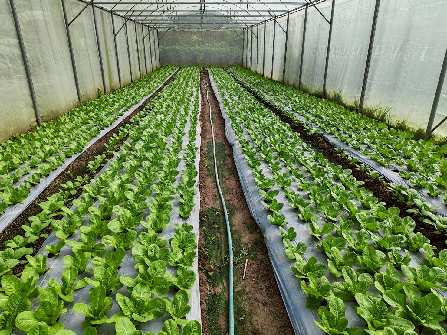 %e0%b9%81%e0%b8%9b%e0%b8%a5%e0%b8%87%e0%b8%9c%e0%b8%b1%e0%b8%81%e0%b9%83%e0%b8%99%e0%b9%82%e0%b8%a3%e0%b8%87%e0%b9%80%e0%b8%a3%e0%b8%b7%e0%b8%ad%e0%b8%99-%e0%b8%9b%e0%b9%88%e0%b8%b2%e0%b9%81%e0%b8%9b