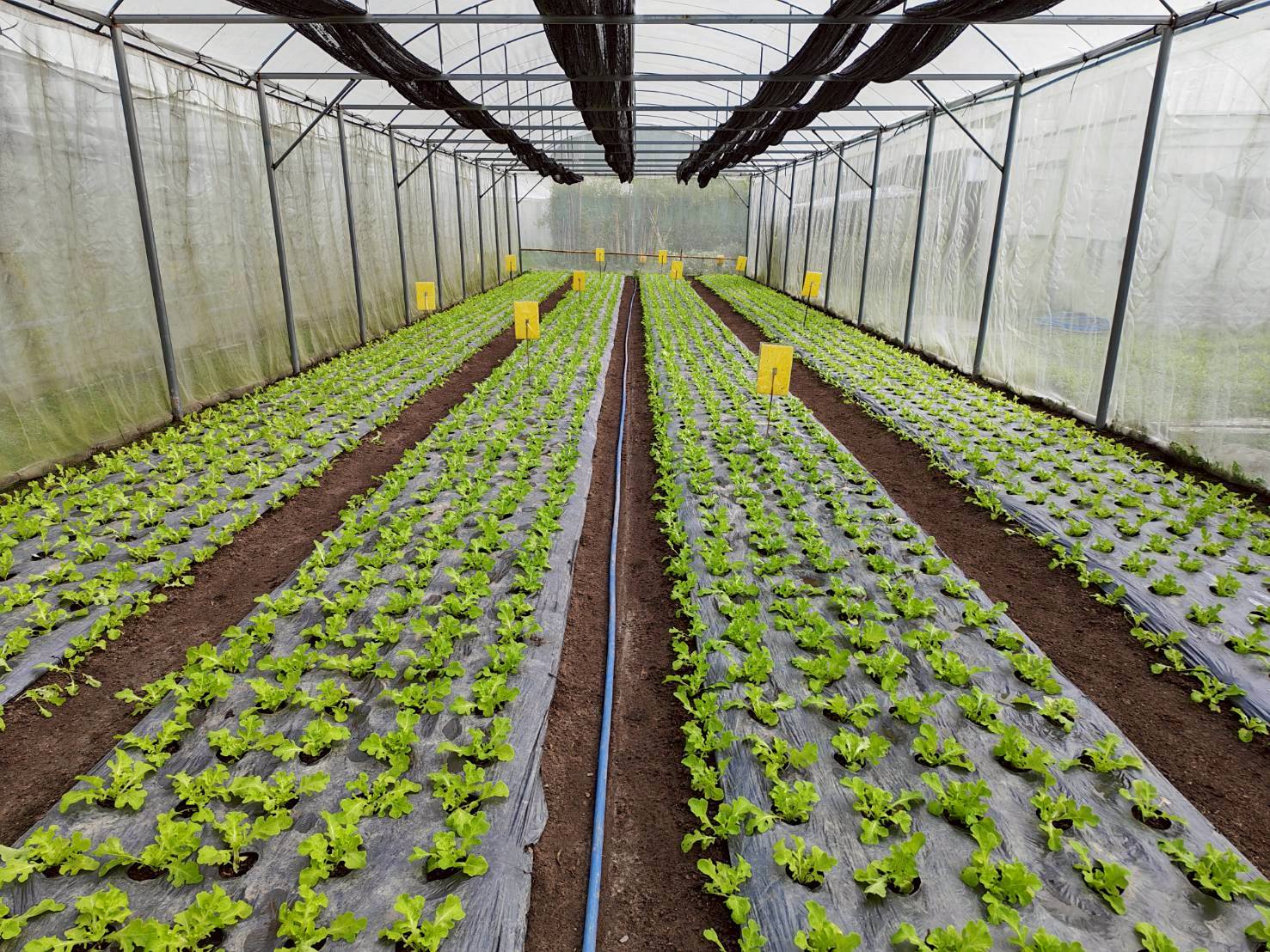 %e0%b9%81%e0%b8%9b%e0%b8%a5%e0%b8%87%e0%b8%9c%e0%b8%b1%e0%b8%81%e0%b9%83%e0%b8%99%e0%b9%82%e0%b8%a3%e0%b8%87%e0%b9%80%e0%b8%a3%e0%b8%b7%e0%b8%ad%e0%b8%99-%e0%b8%9b%e0%b9%88%e0%b8%b2%e0%b9%81%e0%b8%9b