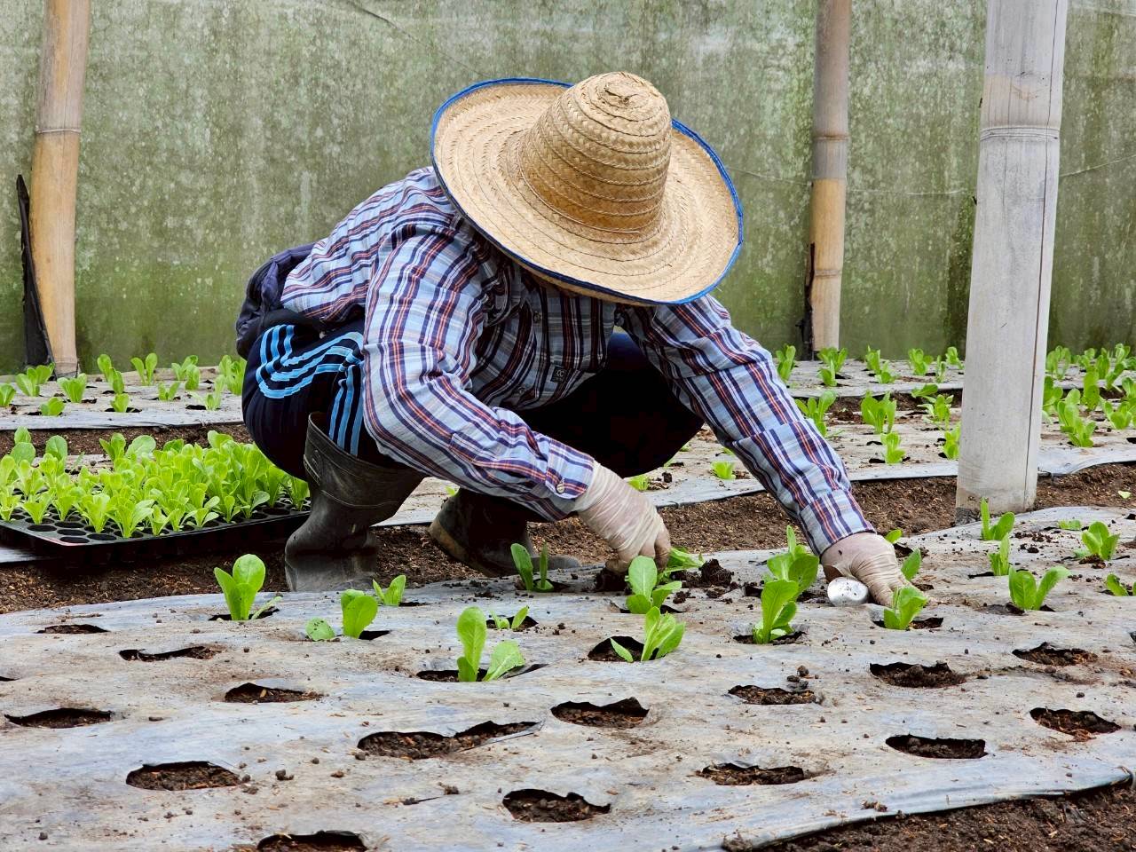 %e0%b8%9b%e0%b8%a5%e0%b8%b9%e0%b8%81%e0%b8%9c%e0%b8%b1%e0%b8%81%e0%b8%ad%e0%b8%b4%e0%b8%99%e0%b8%97%e0%b8%a3%e0%b8%b5%e0%b8%a2%e0%b9%8c