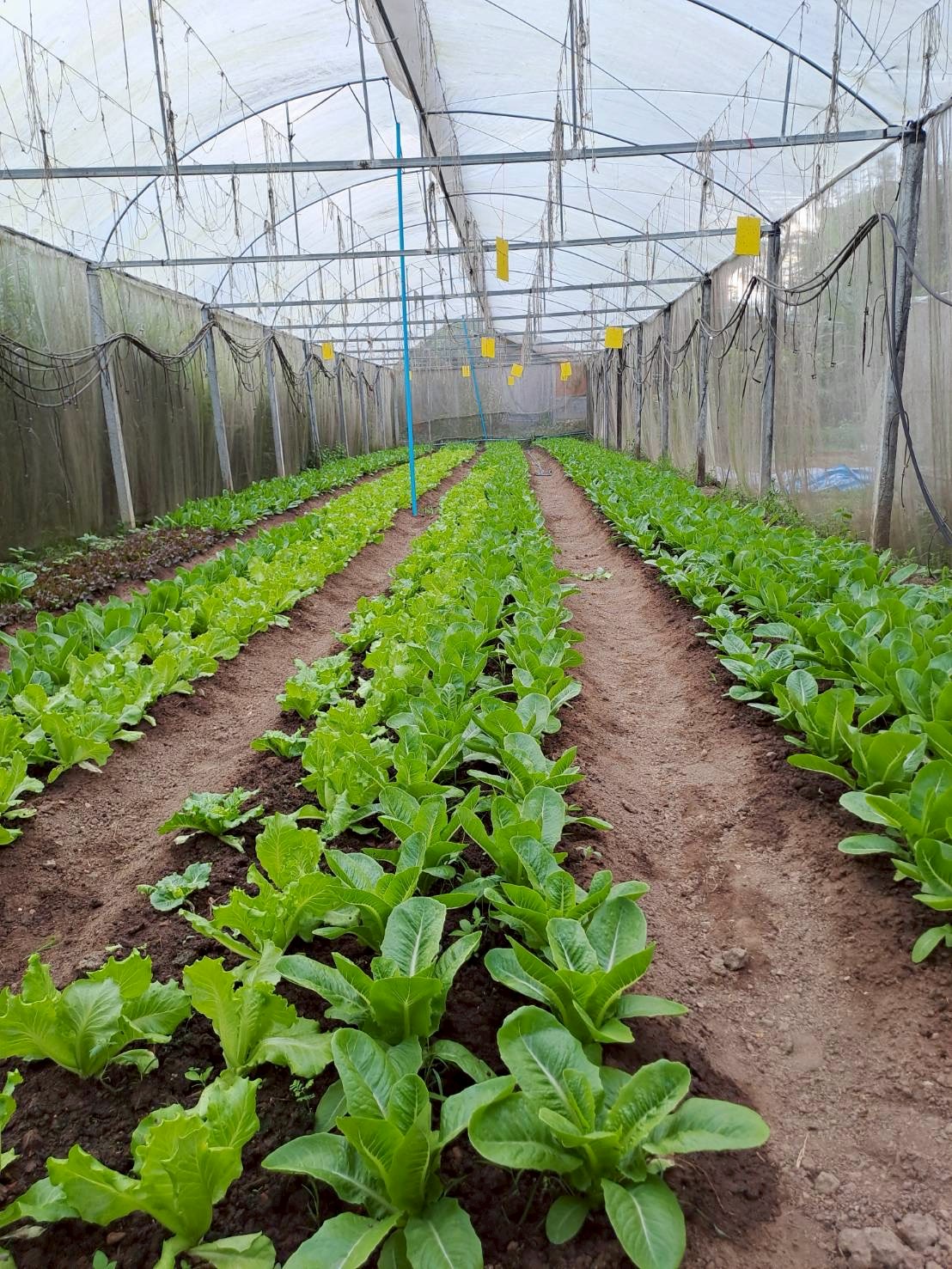 %e0%b9%81%e0%b8%9b%e0%b8%a5%e0%b8%87%e0%b8%9b%e0%b8%a5%e0%b8%b9%e0%b8%81%e0%b8%9c%e0%b8%b1%e0%b8%81-%e0%b8%ab%e0%b9%89%e0%b8%a7%e0%b8%a2%e0%b8%99%e0%b9%89%e0%b8%b3%e0%b8%82%e0%b8%b2%e0%b8%a7