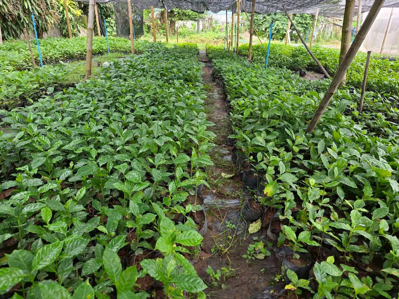 %e0%b8%95%e0%b9%89%e0%b8%99%e0%b8%81%e0%b8%a5%e0%b9%89%e0%b8%b2%e0%b8%81%e0%b8%b2%e0%b9%81%e0%b8%9f