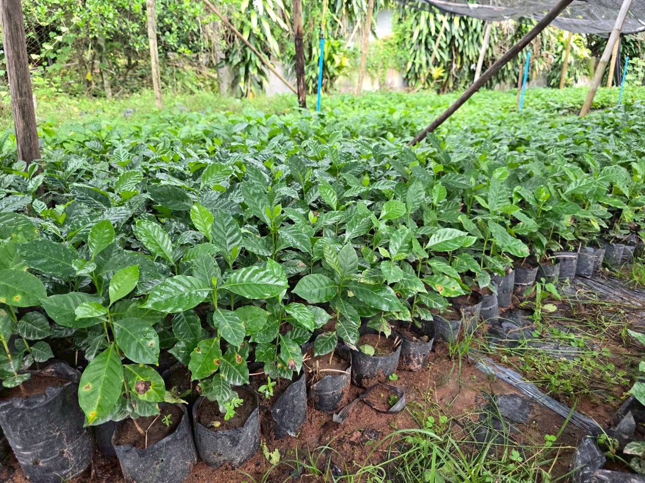 %e0%b8%95%e0%b9%89%e0%b8%99%e0%b8%81%e0%b8%a5%e0%b9%89%e0%b8%b2%e0%b8%81%e0%b8%b2%e0%b9%81%e0%b8%9f-1